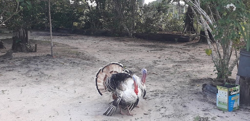 Melhores Hotéis Baratos Perto de Manacapuru, Amazonas 2025